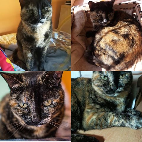 gattina