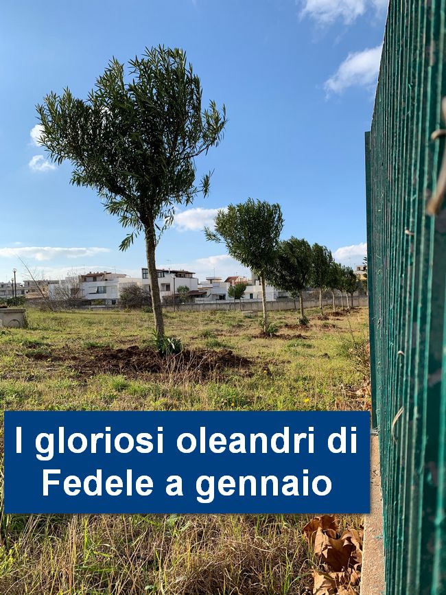 oleandri1web
