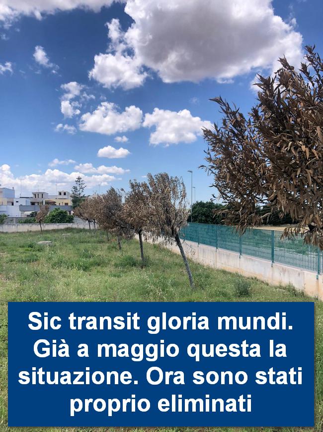 oleandri 3