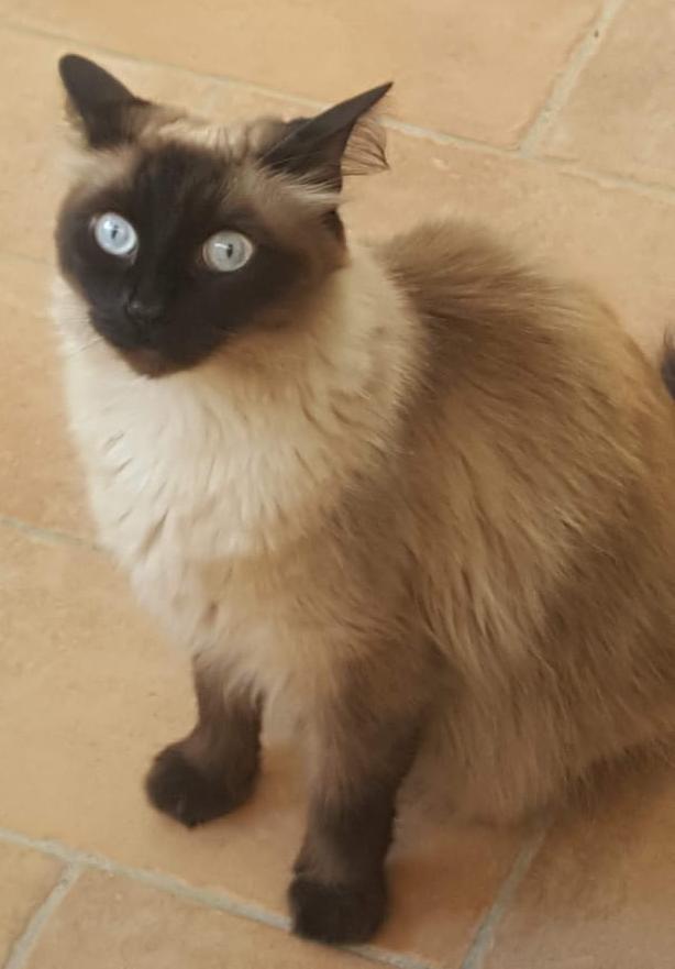 gattosa
