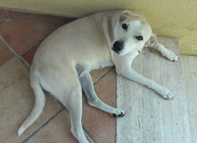 mascha