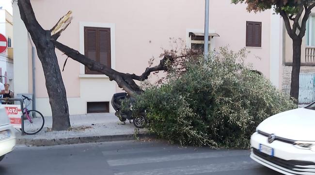 albero caduto 2
