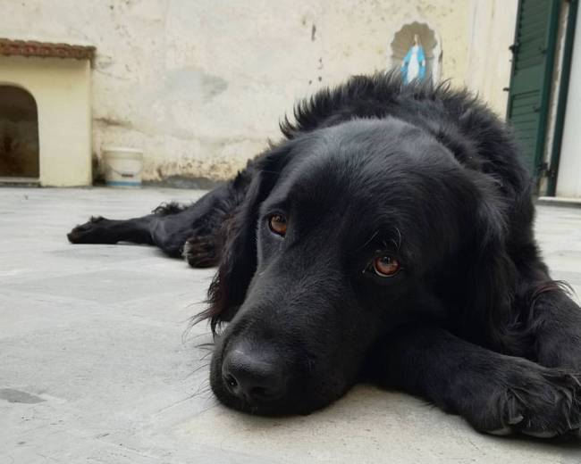 marley