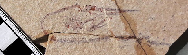 fossile