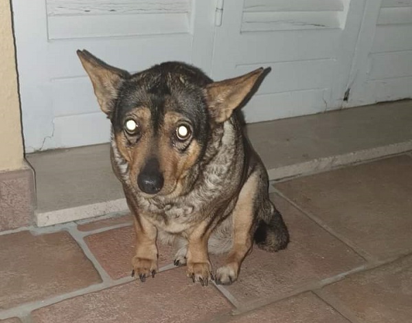 cagnolina san gerardo nardò