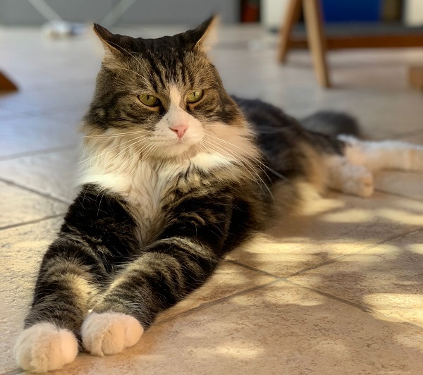 GATTO