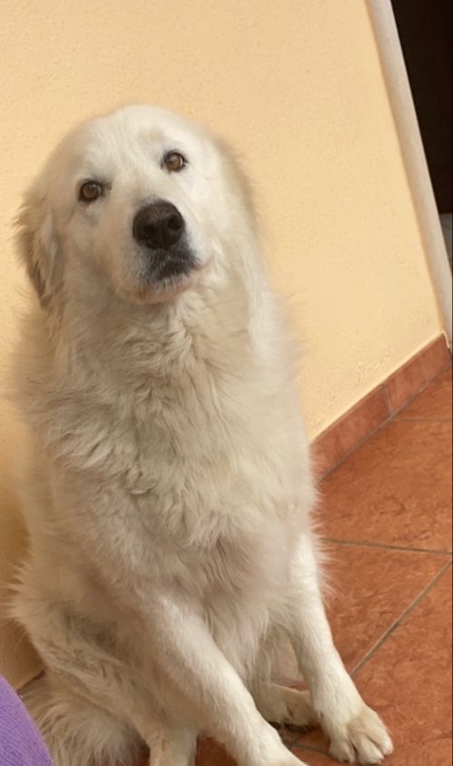 aida