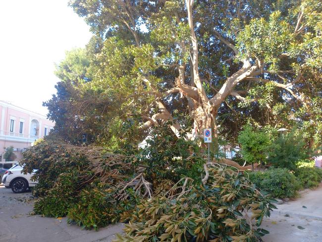albero1