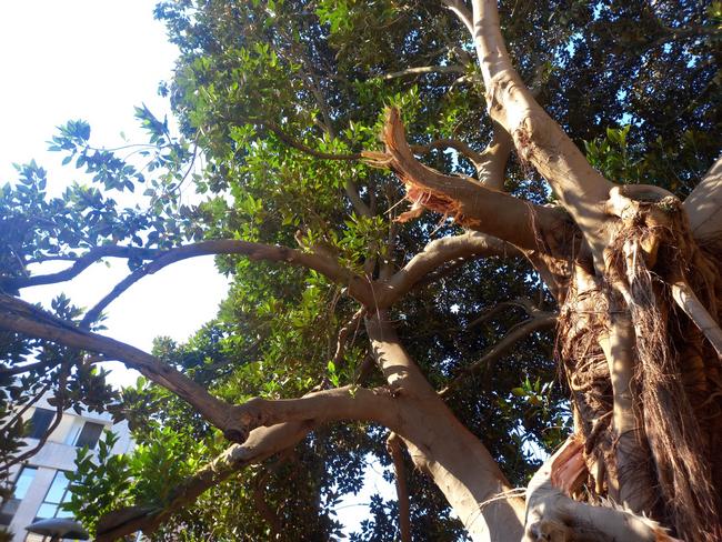 albero2