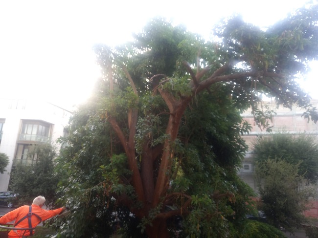 albero