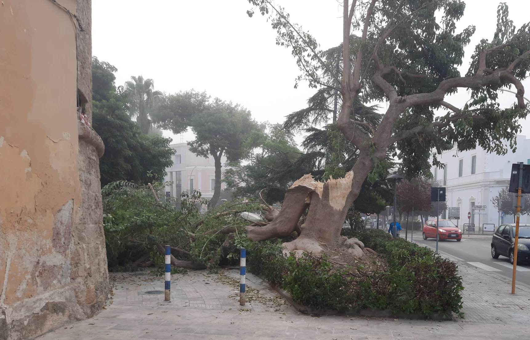 albero5