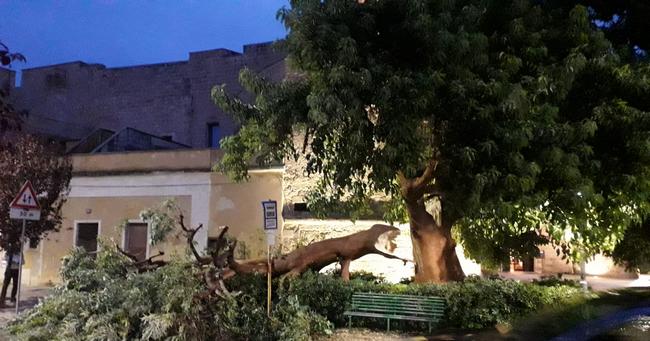 albero via roma