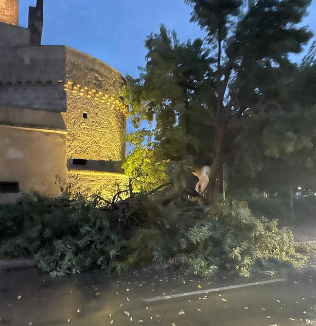 albero via roma 2