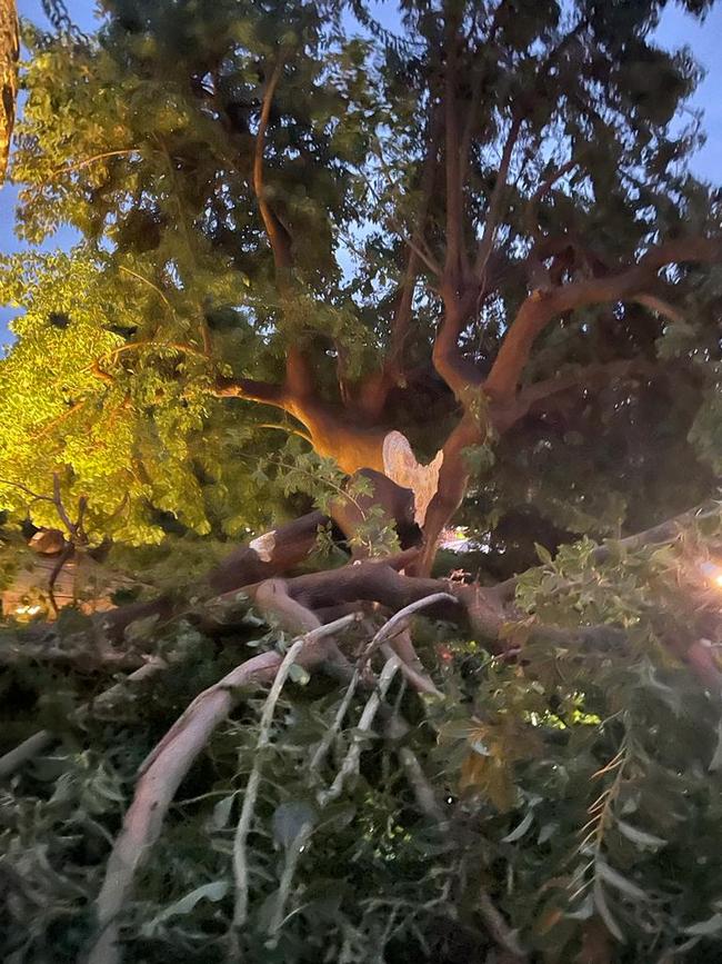 albero via roma 3