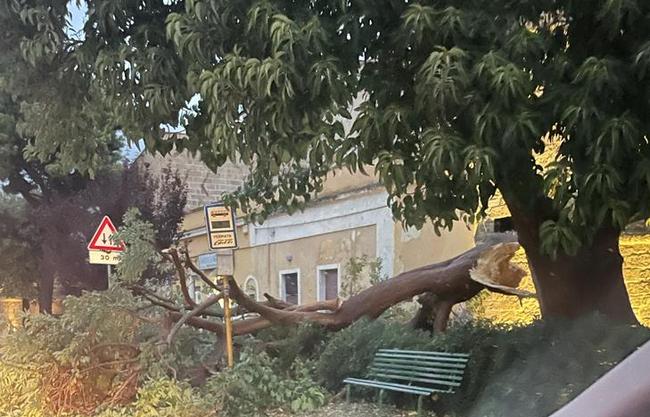 albero via roma 4