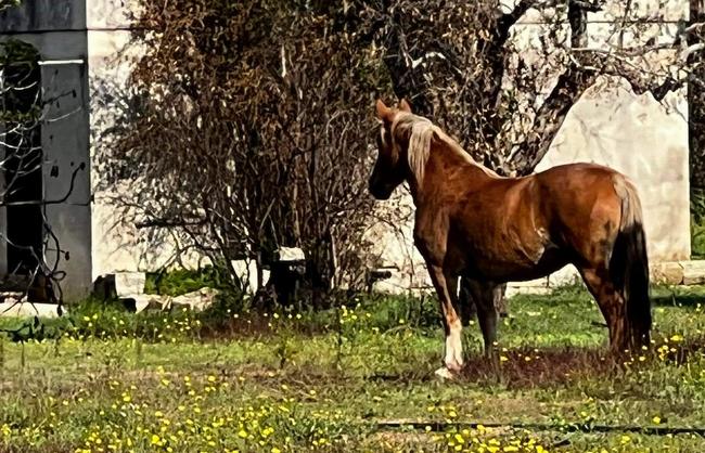 cavallo