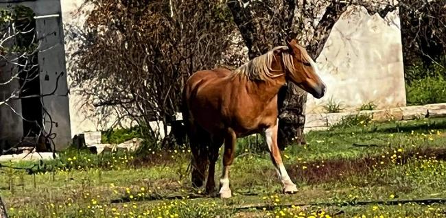 cavallo2