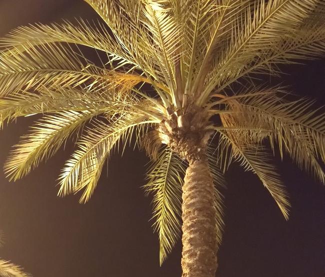 palma1