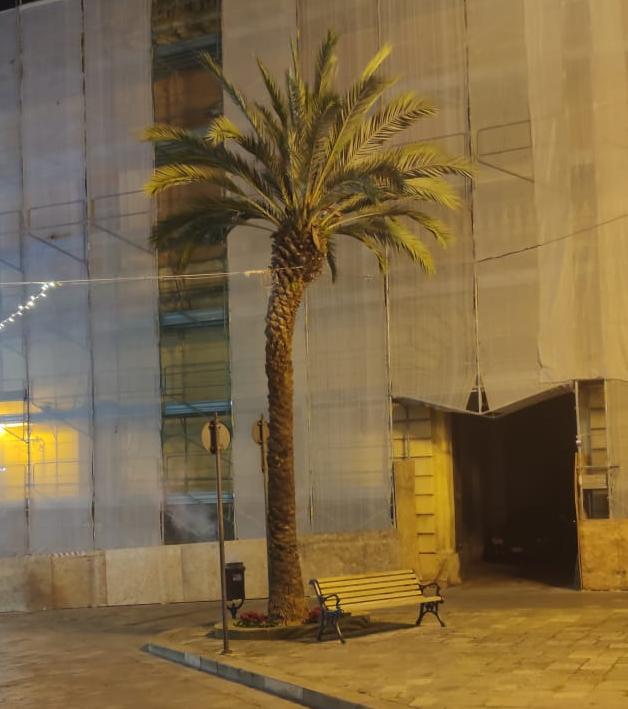 palma2