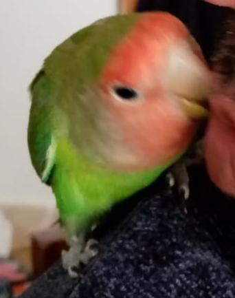 pappagallino