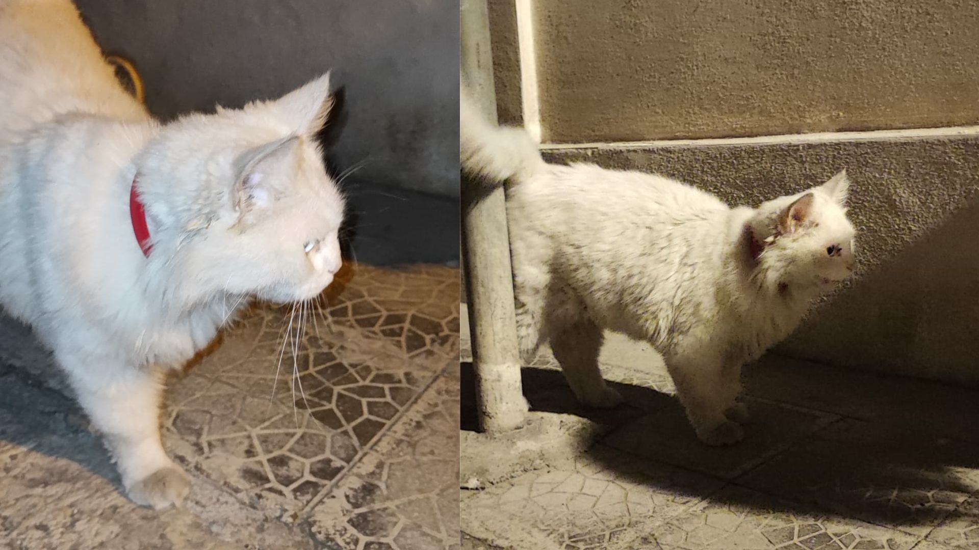 gatto smarrito