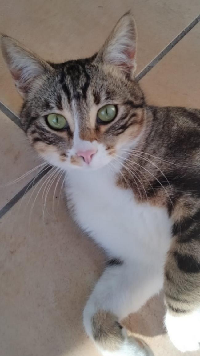 tigre