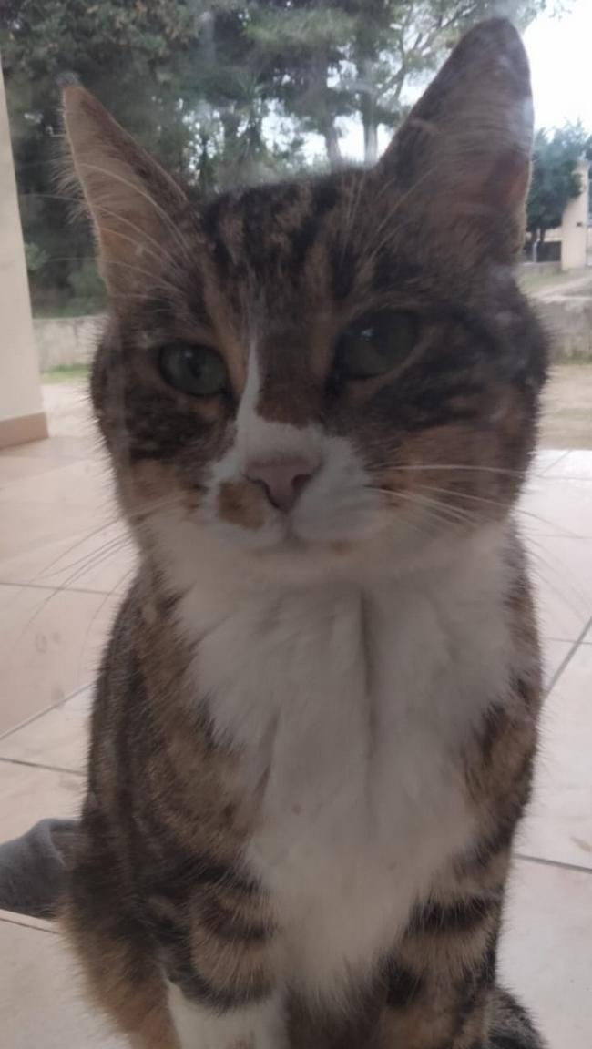 tigre2