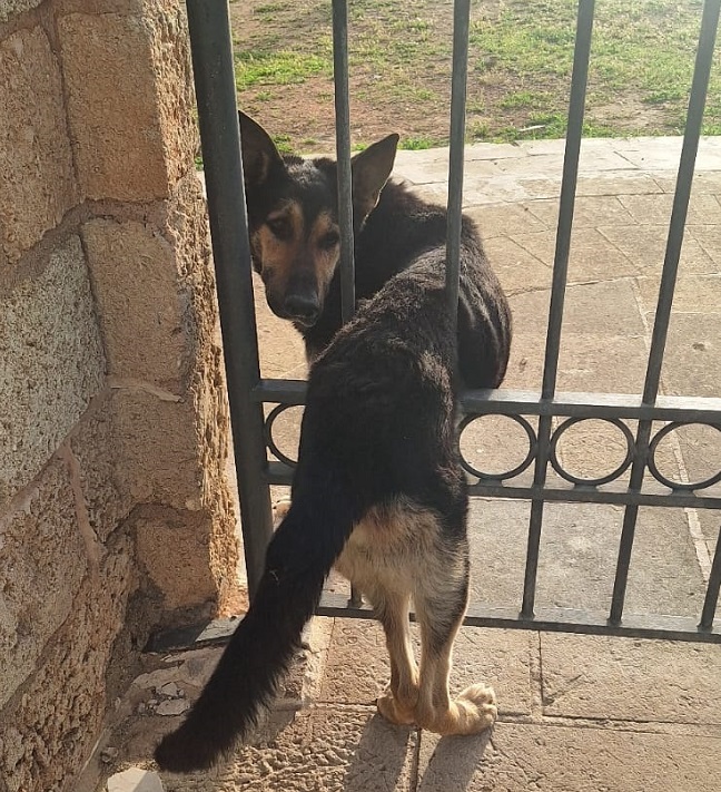 cane incastrato 1