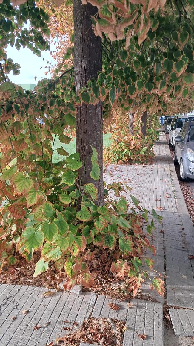 WhatsApp Image 2025 09 17 at 23.37.59 1