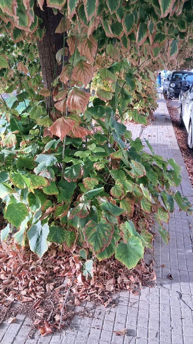 WhatsApp Image 2025 09 17 at 23.38.00 2