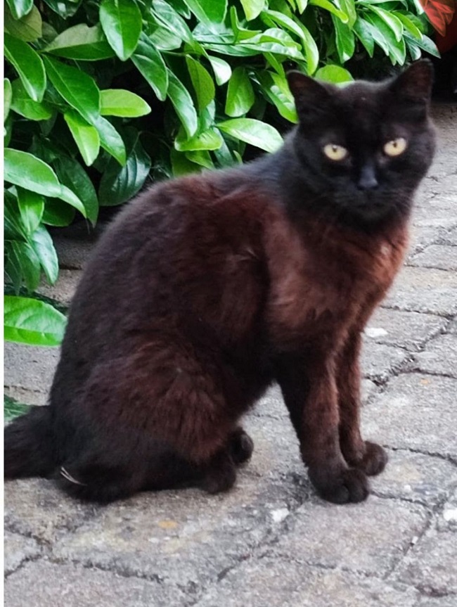 gatto