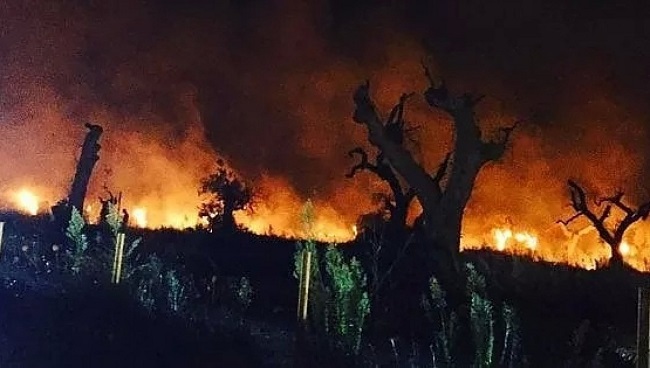 ulivi in fiamme