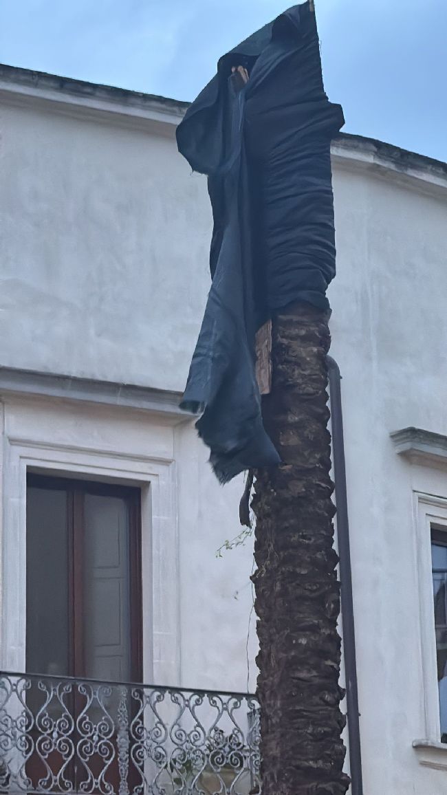 palma5