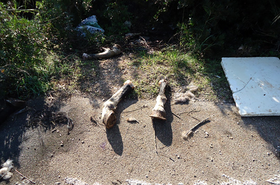 Animale mozzato_web1