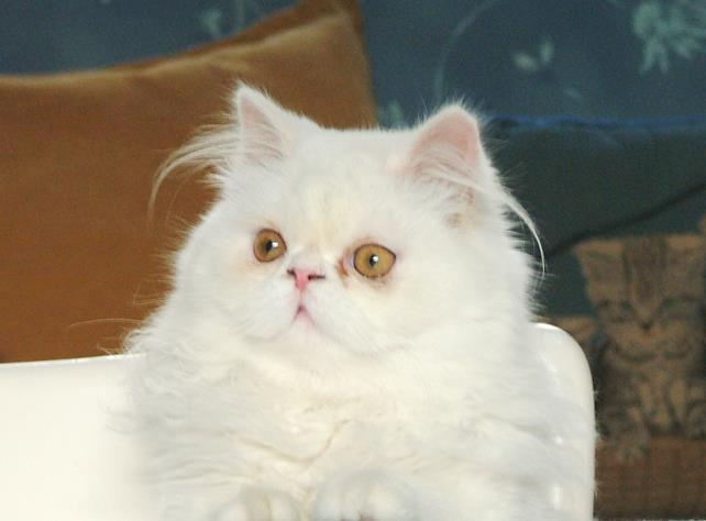 gatta bianca