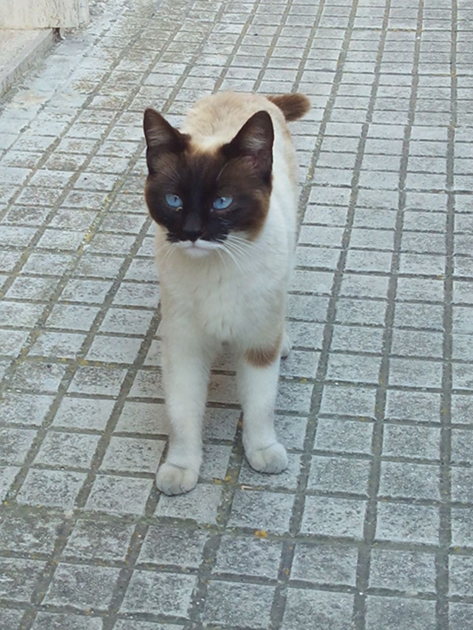 gattino forse smarrito