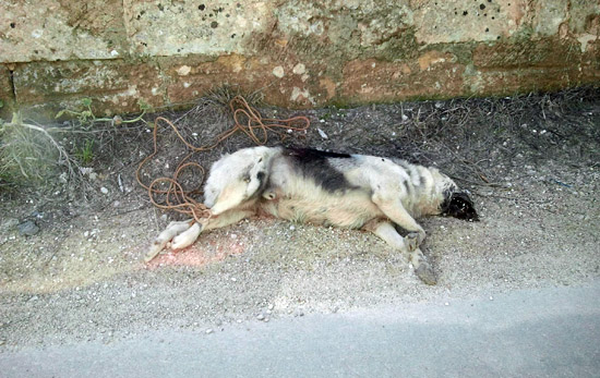 Cane morto_discarica_web