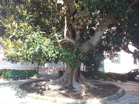 ficus