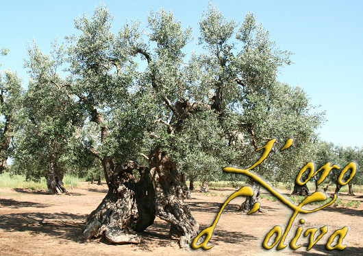orodoliva 22
