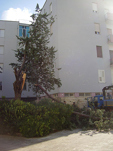 albero diroccato_pdm