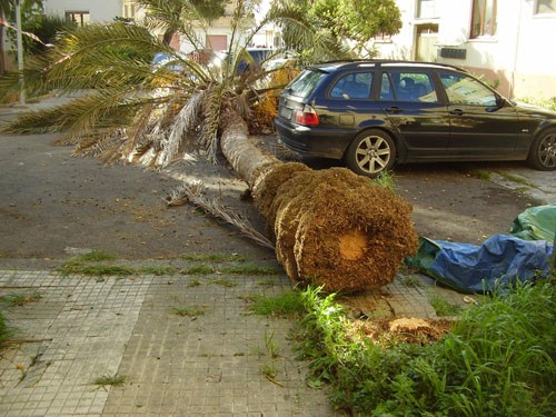 palma caduta_via_po_pdm