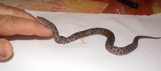 vipera2