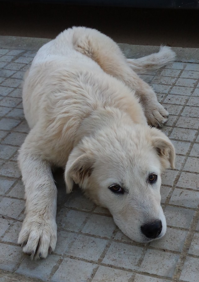cucciola