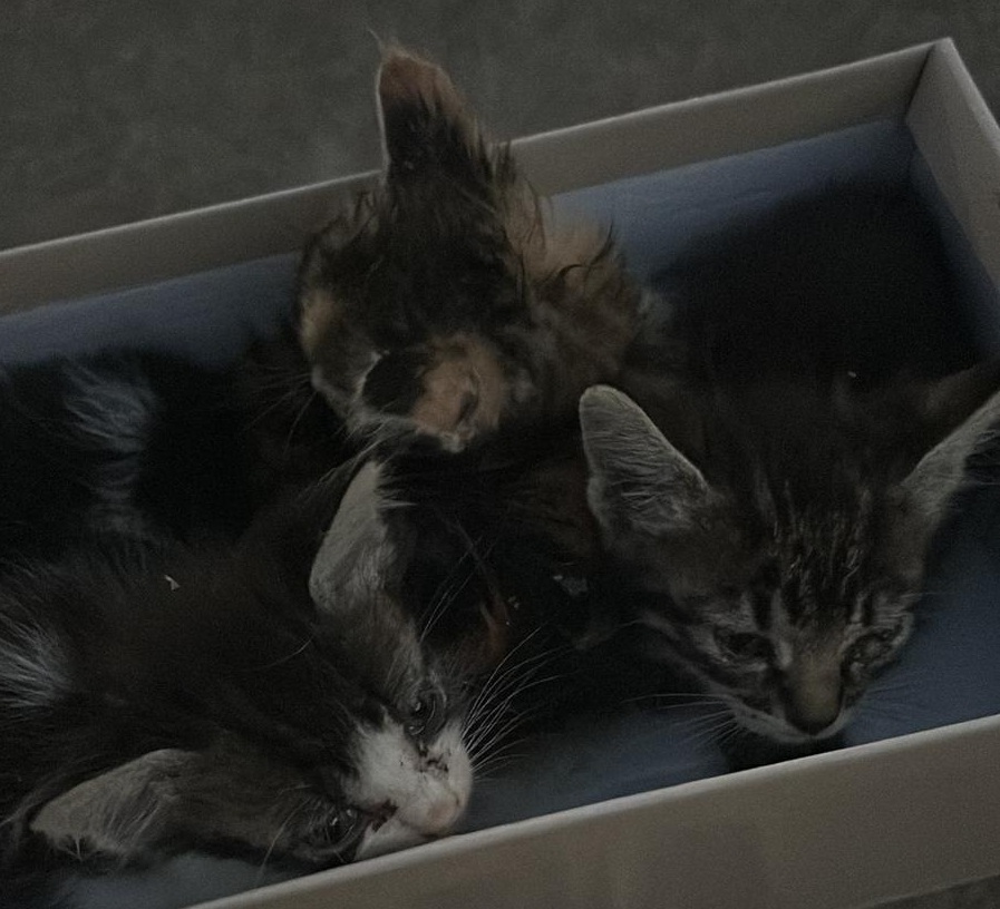 Immagine WhatsApp 2025 08 10 ore 01.18.25 0e2658e8