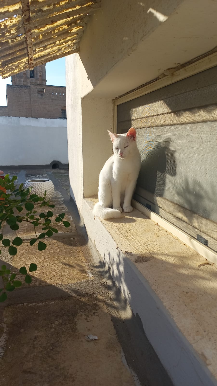 Immagine WhatsApp 2025 10 26 ore 00.27.30 3b021345