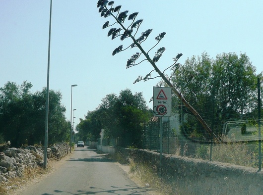 agave