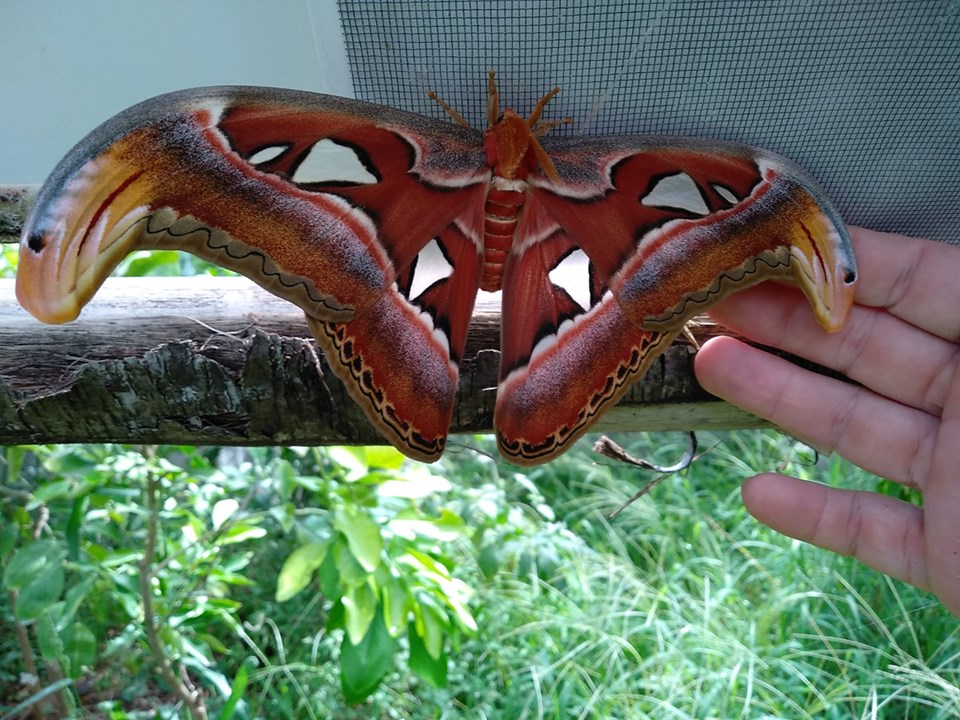Farfalla del Mesocosmo di Calimera, Eventi Salento Agosto 2019, ph. Gianpiero Donno