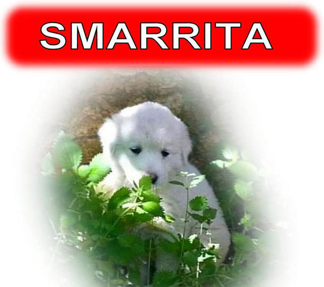 Cucciola smarrita web
