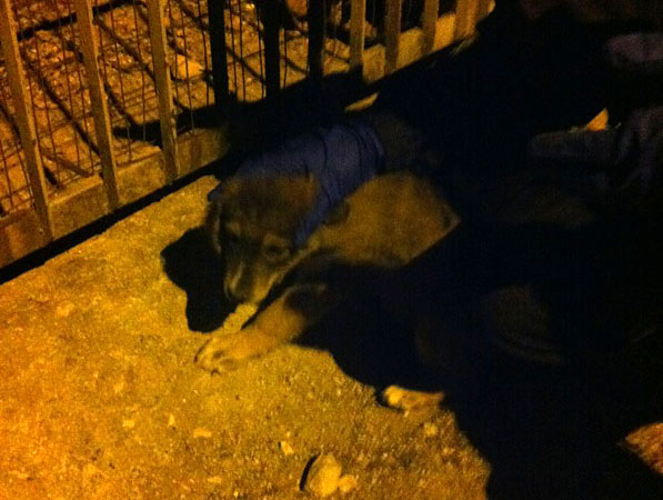 Ernesto salva cane web2