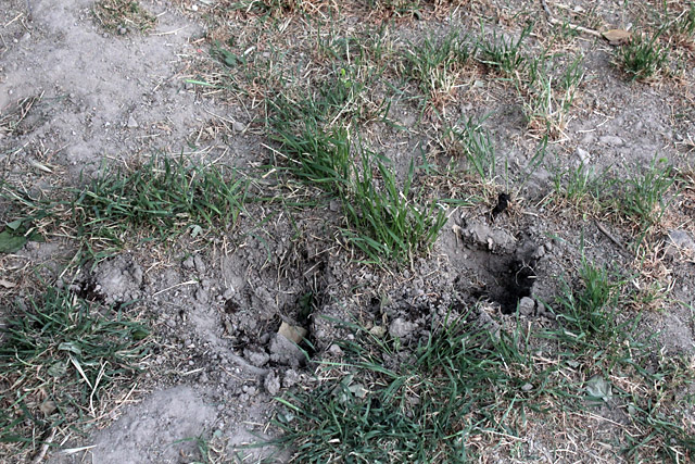 Piante rubate aiuola scout web2